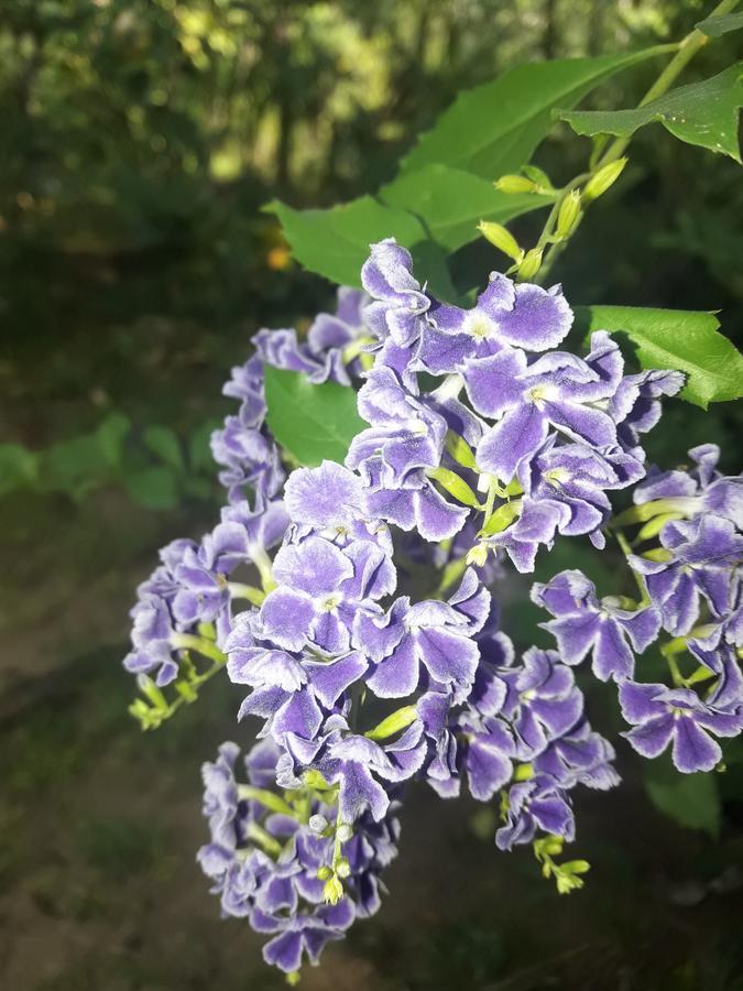 Sigiri Jungle Villa Szigirija Kültér fotó
