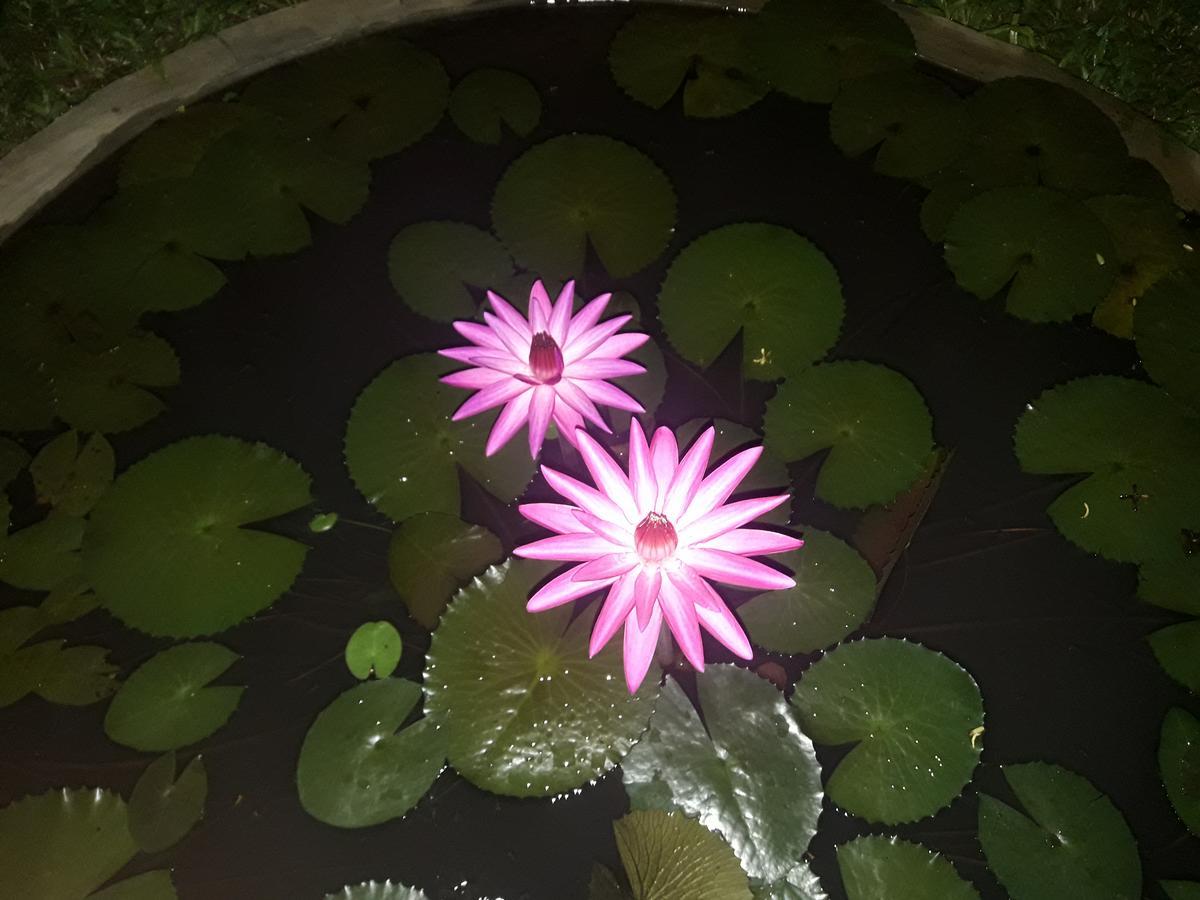 Sigiri Jungle Villa Szigirija Kültér fotó